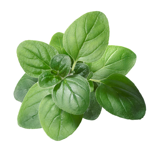 Oregano Oil Benefits: A NZ Buyer's Guide to Wild-Crafted Oregano Oil