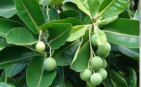 Tamanu Oil: Why the Pacific's "Green Gold" Has Been Treasured for Generations