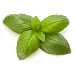 Basil Essential Oil 5ML