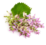 Clary Sage Essential Oil 5ML