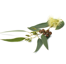 Eucalyptus Essential Oil 5ML