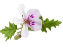 Geranium Essential Oil 5ML