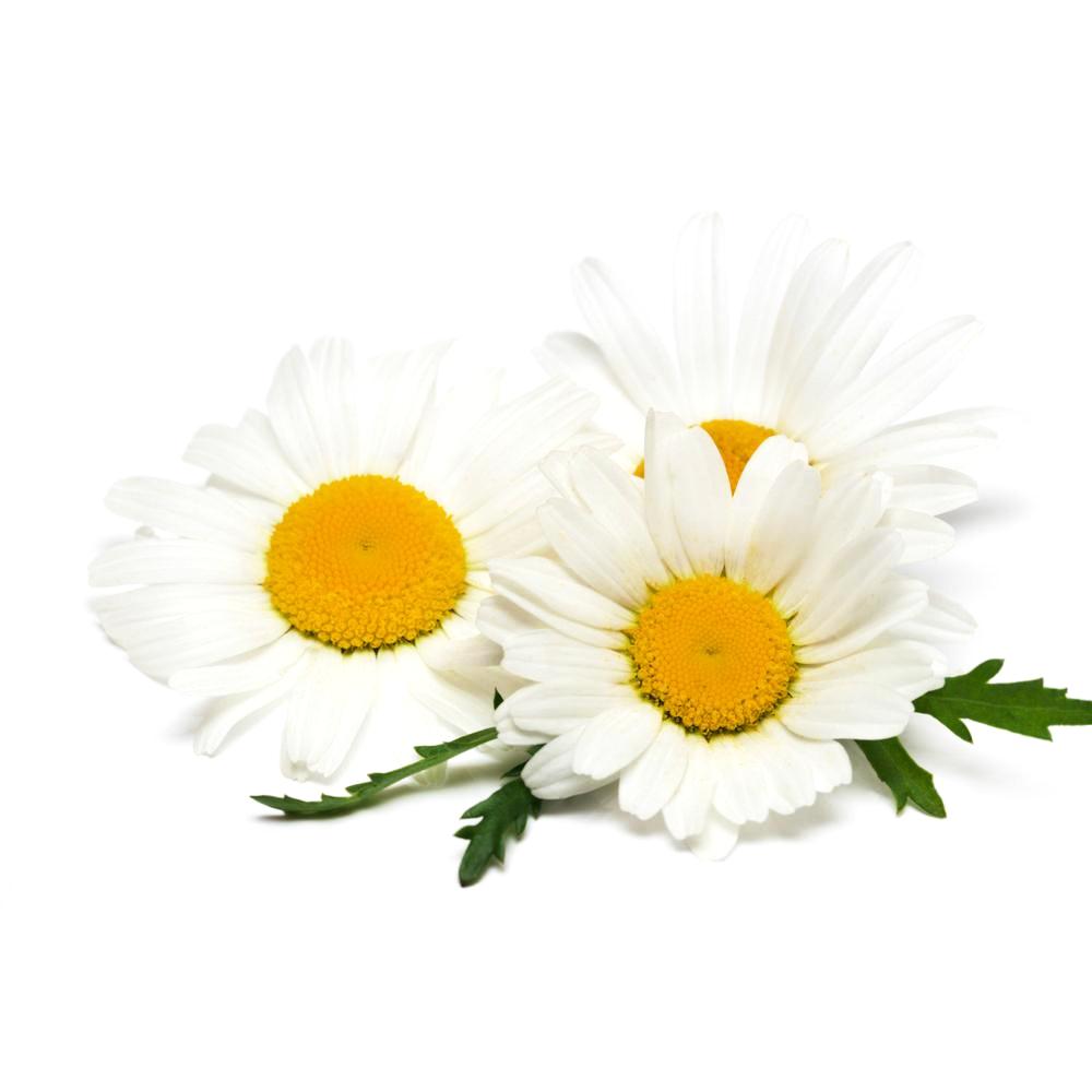 Chamomile, Roman Essential Oil 5ML