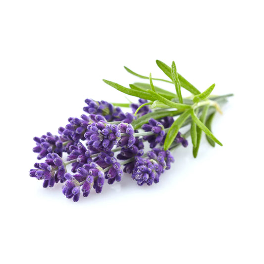 Lavender Essential Oil