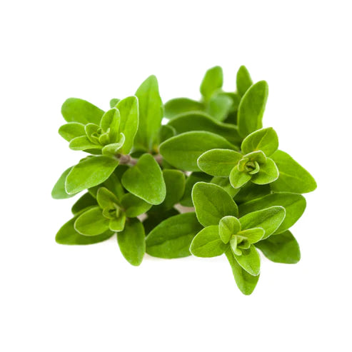 Marjoram Essential Oil 5ML