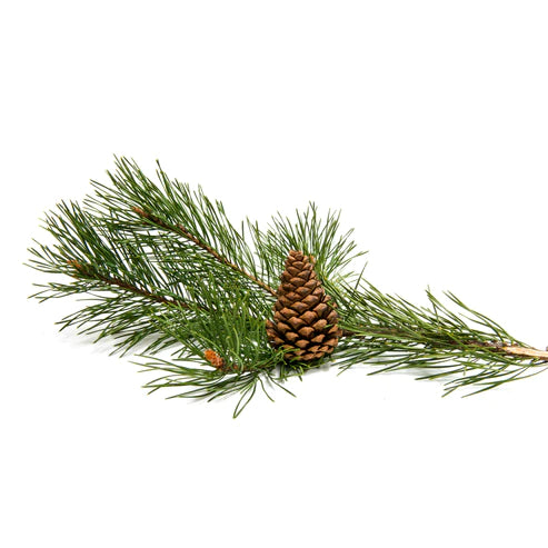 Pine Essential Oil 5ML